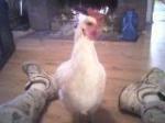 43829_hen_avatar.jpg