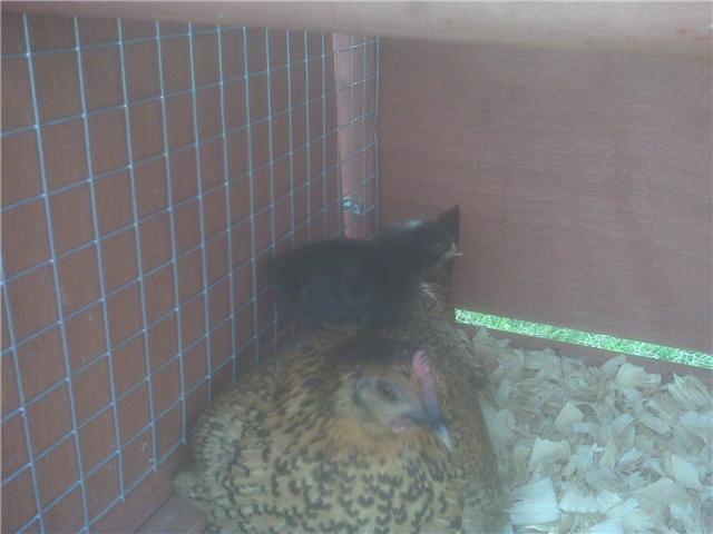 43829_momma_hen.jpg