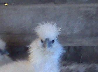 43829_silkie2.jpg