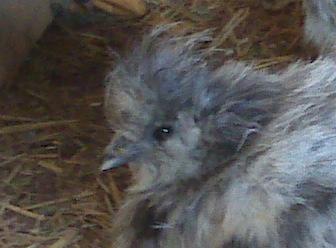 43829_silkie5.jpg