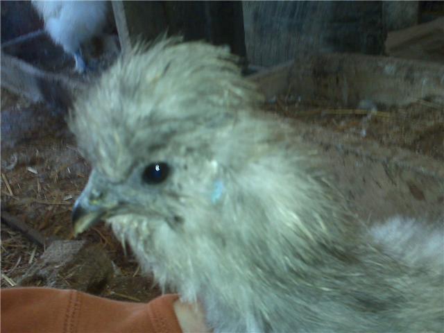43829_silkie7.jpg