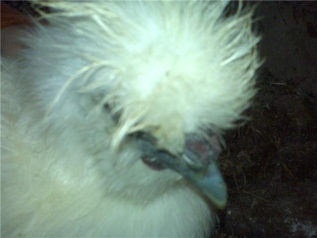 43829_silkie9.jpg