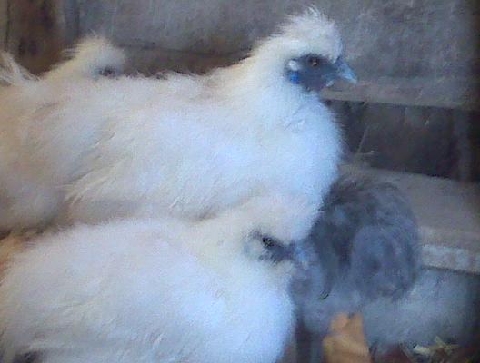 43829_silkies.jpg