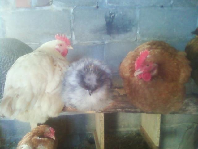 43829_silky_roost.jpg