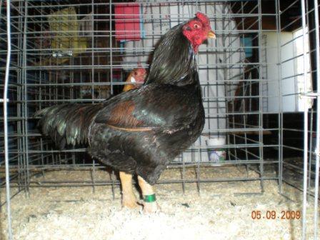 44012_dscn0385-2.jpg