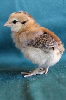 Babies From Atwoods...what Breed???? Pics | BackYard Chickens - Learn How to Raise Chickens