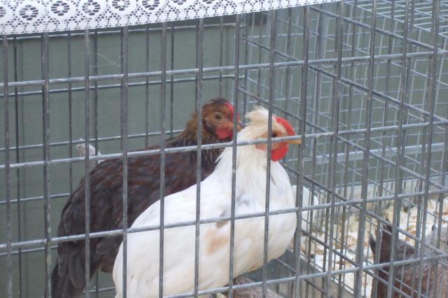 44049_061610_first_day_the_boys_on_perch.jpg