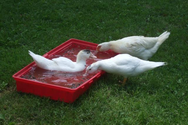 44049_071110_duckbettles.jpg