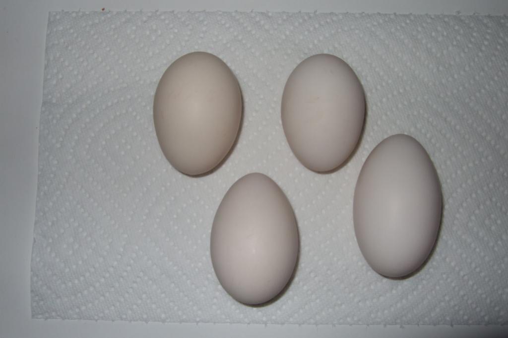44049_111811_pullet_eggs.jpg