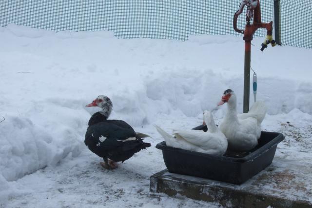 44049_122510_chickens_001.jpg