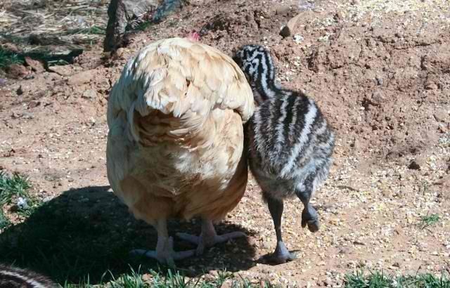 44049_blind_lucy_and_emu_beau.jpg