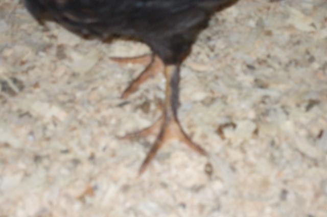 44049_blurry_leg4.jpg