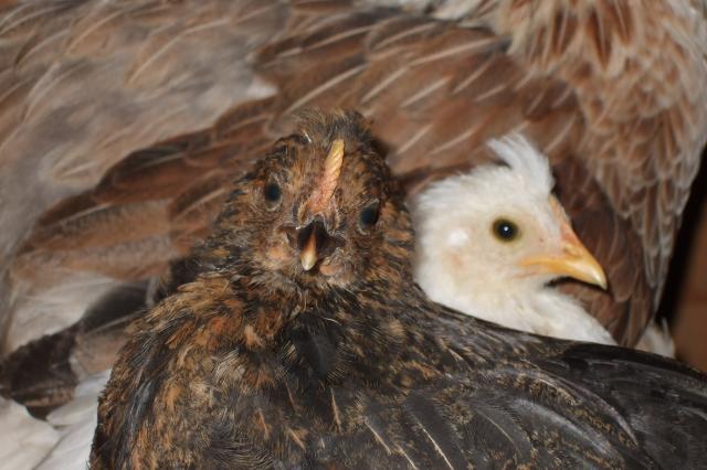 44049_brown_crested.jpg