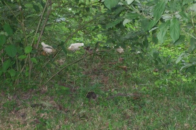 44049_chicks_in_dogwoods.jpg