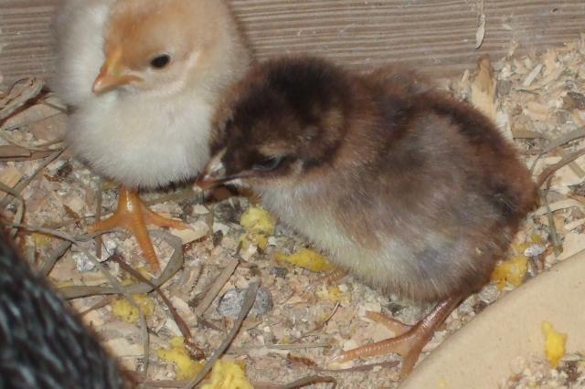 44049_cm_chicks_92411_005.jpg