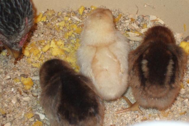 44049_cm_chicks_92411_011.jpg