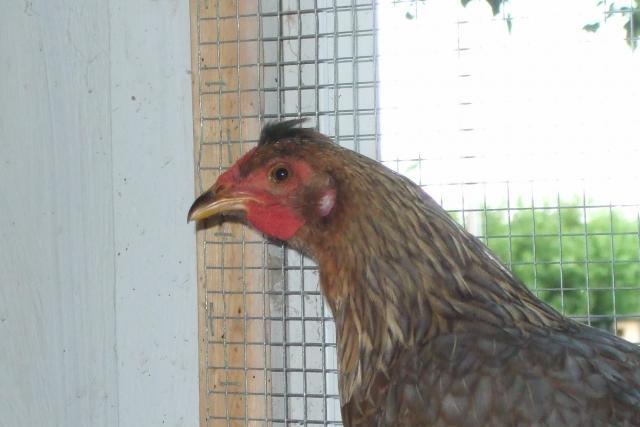 44049_coop_kella_profile.jpg