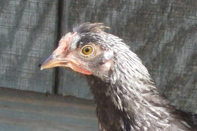 44049_dk_gray.jpg
