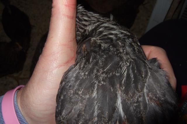 44049_feather_detail.jpg