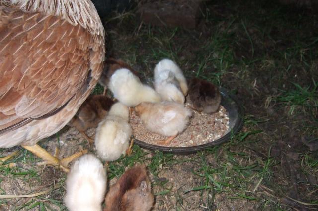 44049_flock_003.jpg