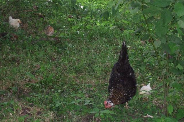 44049_free_range_n_anna.jpg