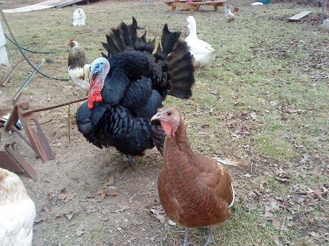 44098_turkeys_2-10.jpg
