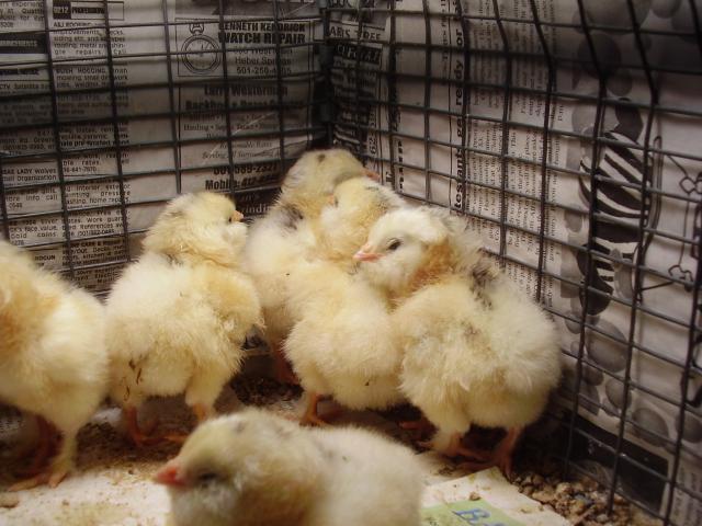 44102_chicken_chat_041.jpg