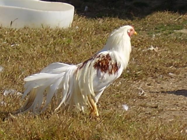 44102_chicken_chat_103.jpg