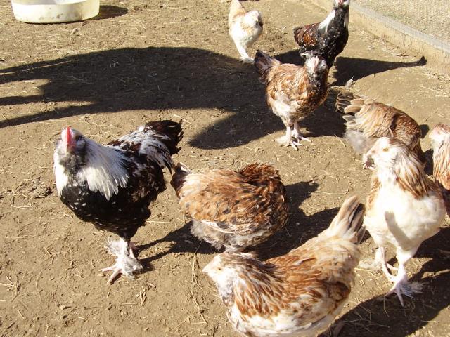 44102_chicken_chat_11_012.jpg
