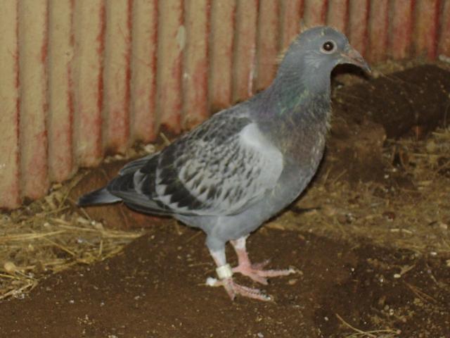 44102_chicken_chat_11_030.jpg