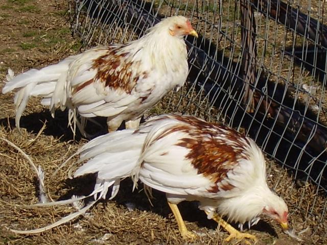 44102_chicken_chat_187.jpg