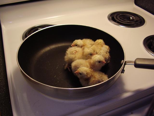 44102_chicken_chat_241.jpg