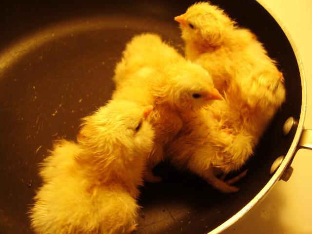 44102_chicken_chat_242.jpg