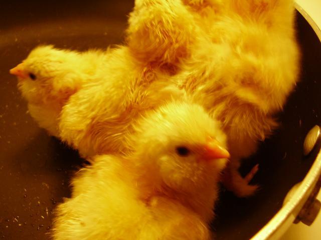 44102_chicken_chat_243.jpg