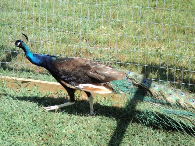 44102_peacock-july_014.jpg