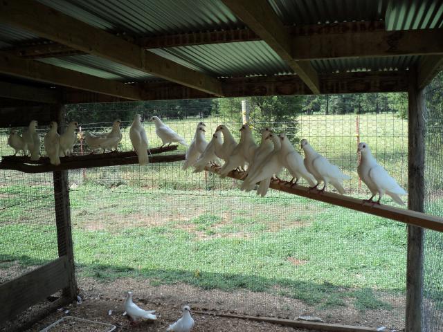 44102_white_pigeons_001.jpg