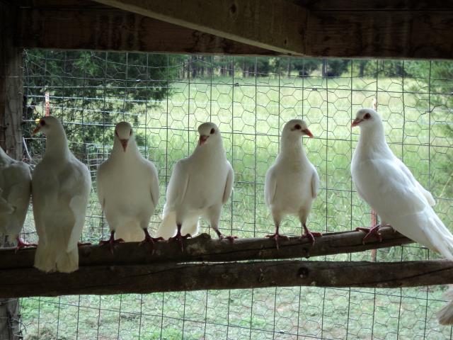 44102_white_pigeons_010.jpg