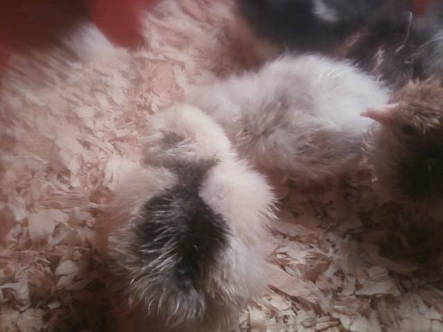 44123_0302111831a_01.jpeg