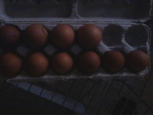 44123_10_wellie_eggs.jpeg