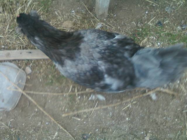 44123_1119100838_01.jpeg