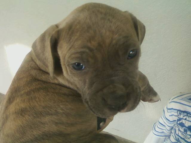 44123_angies_6week_blue_brindle_pitt_puppy.jpeg