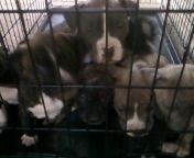 44123_angies_litter.jpeg