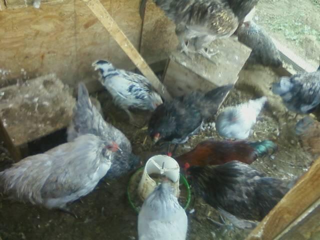 44123_babies_in_the_old_game_coop.jpeg