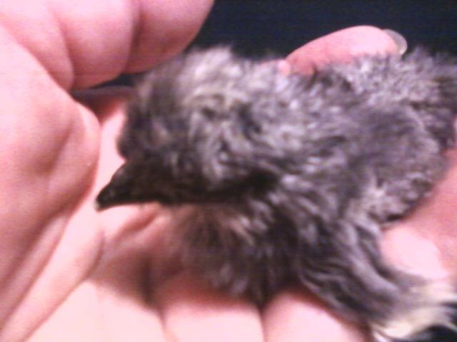 44123_bbs_bantam_am.jpeg