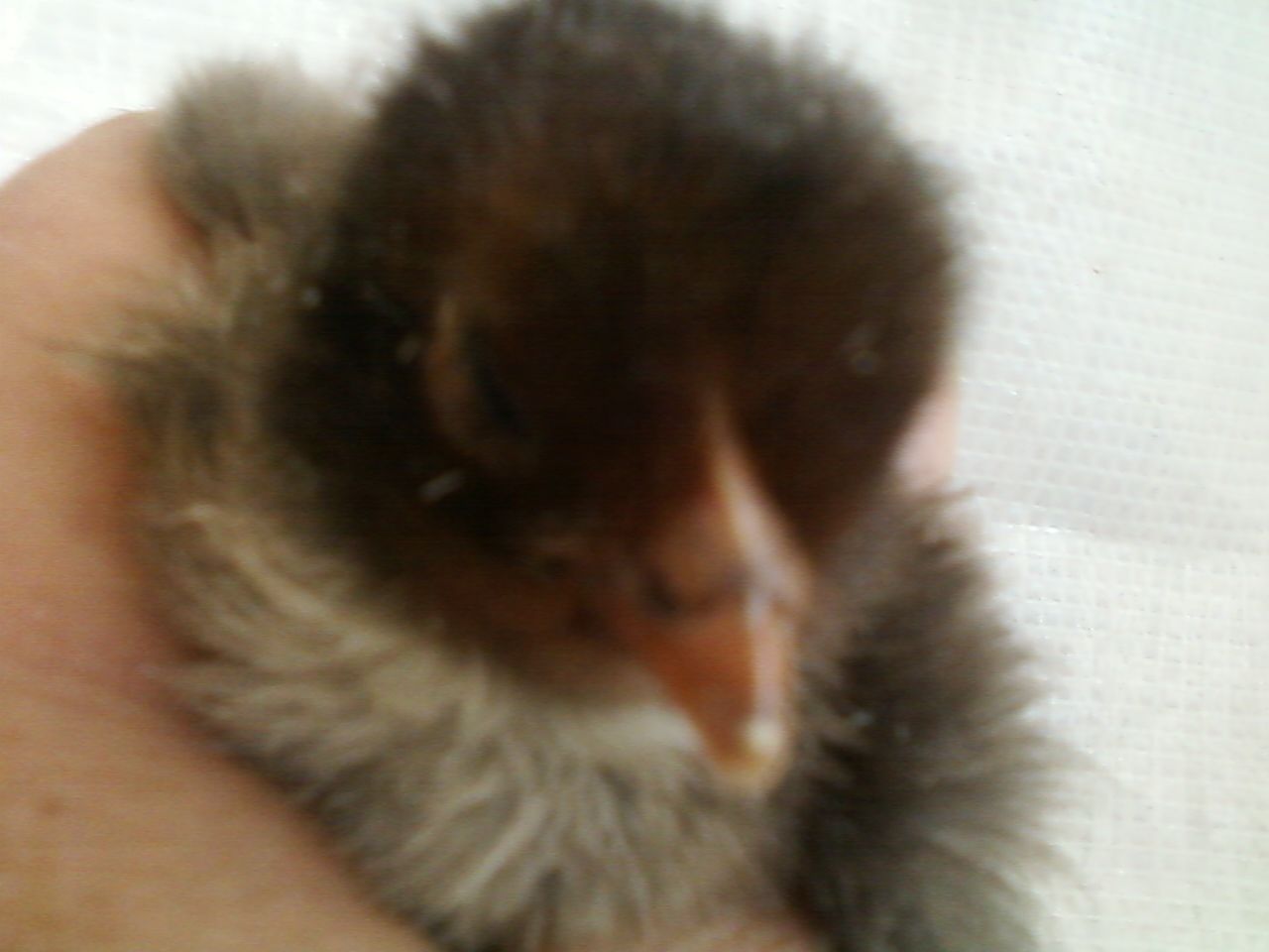 44123_bbs_chick_12_11_brown.jpeg