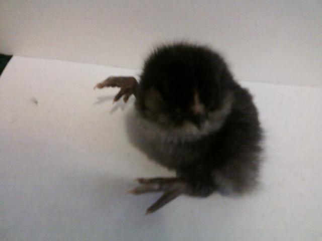 44123_black_chick.jpeg