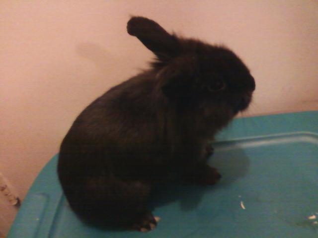 44123_blackie.jpeg