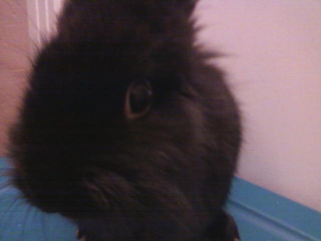44123_blackie_headshot.jpeg