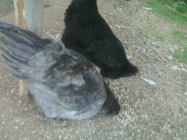 44123_blue_am_and_fox_prestely_and_valentine_pullet.jpeg