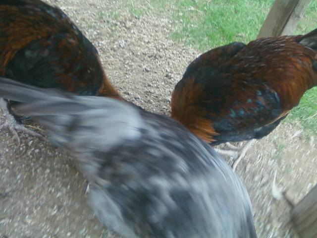 44123_blue_am_and_fox_prestely_and_valentine_roos.jpeg